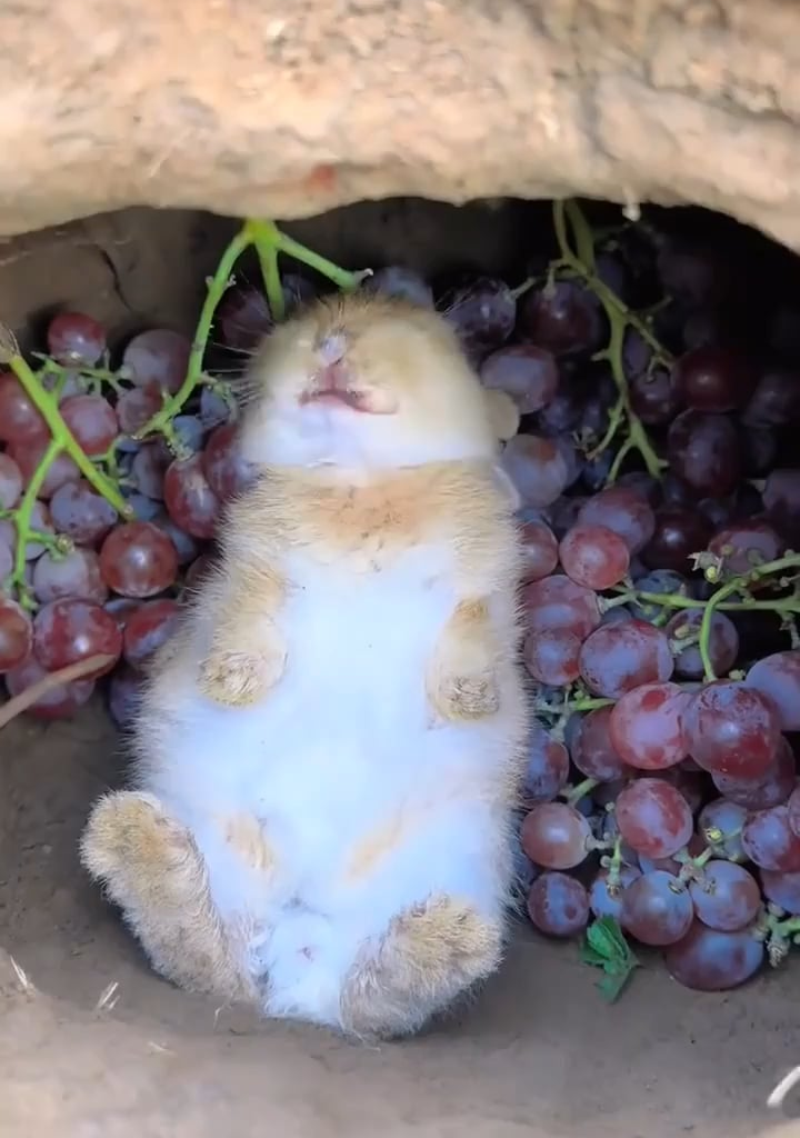 Just Pedro and his grapes.