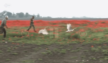 Swans in Slovakia Found Addicted to Poppy Plants, Refuse to Leave Fields