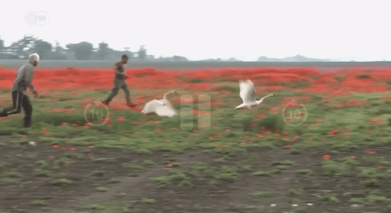 Swans in Slovakia Found Addicted to Poppy Plants, Refuse to Leave Fields