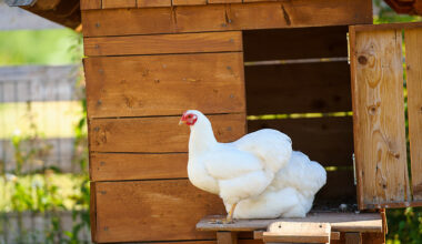Iceland sets 2027 deadline to go cage-free on eggs