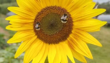 Glückliche Biene 🐝🐝 [OC]