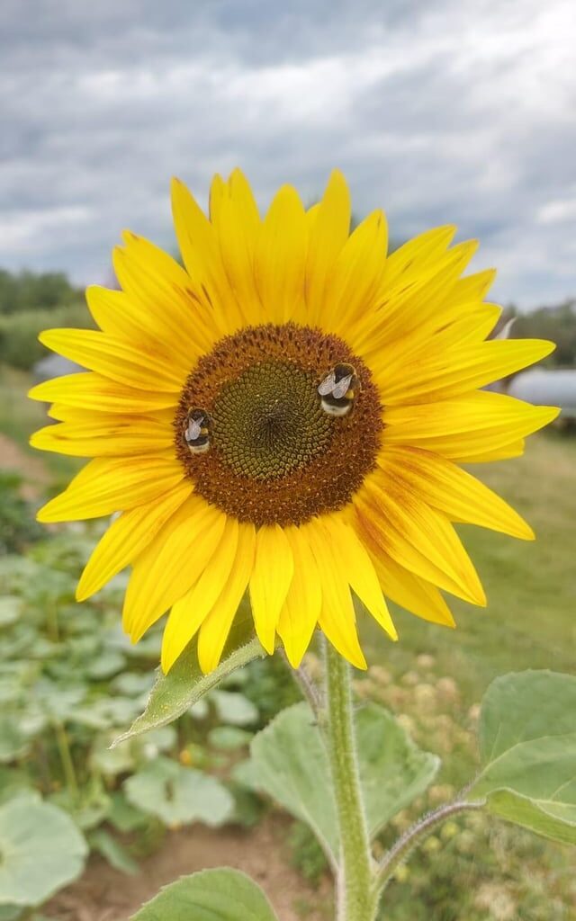 Glückliche Biene 🐝🐝 [OC]