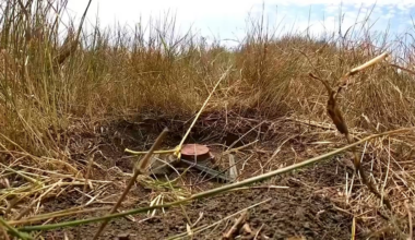 Footage of a Ukrainian sapper team removing a Russian TM-62 antitank mine using the “yoink” method