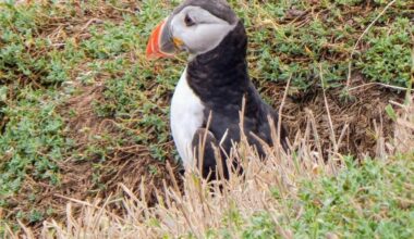 Skomer Island yesterday