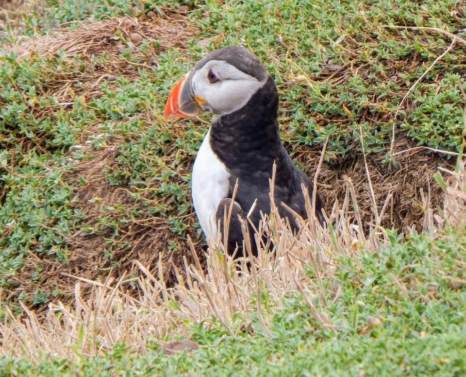 Skomer Island yesterday