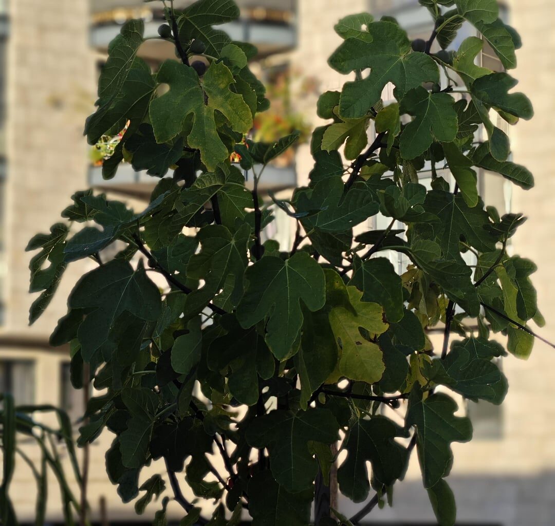 Was hat mein Feigenbaum?