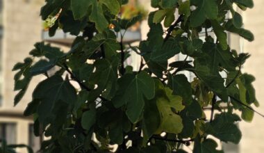 Was hat mein Feigenbaum?