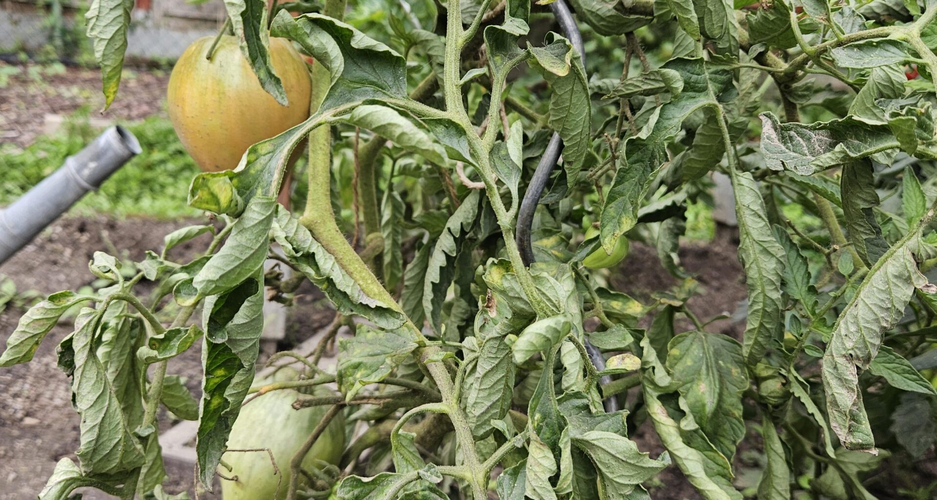 Was fehlt der Tomate?