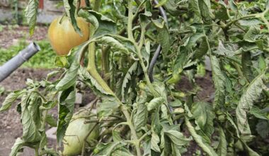 Was fehlt der Tomate?