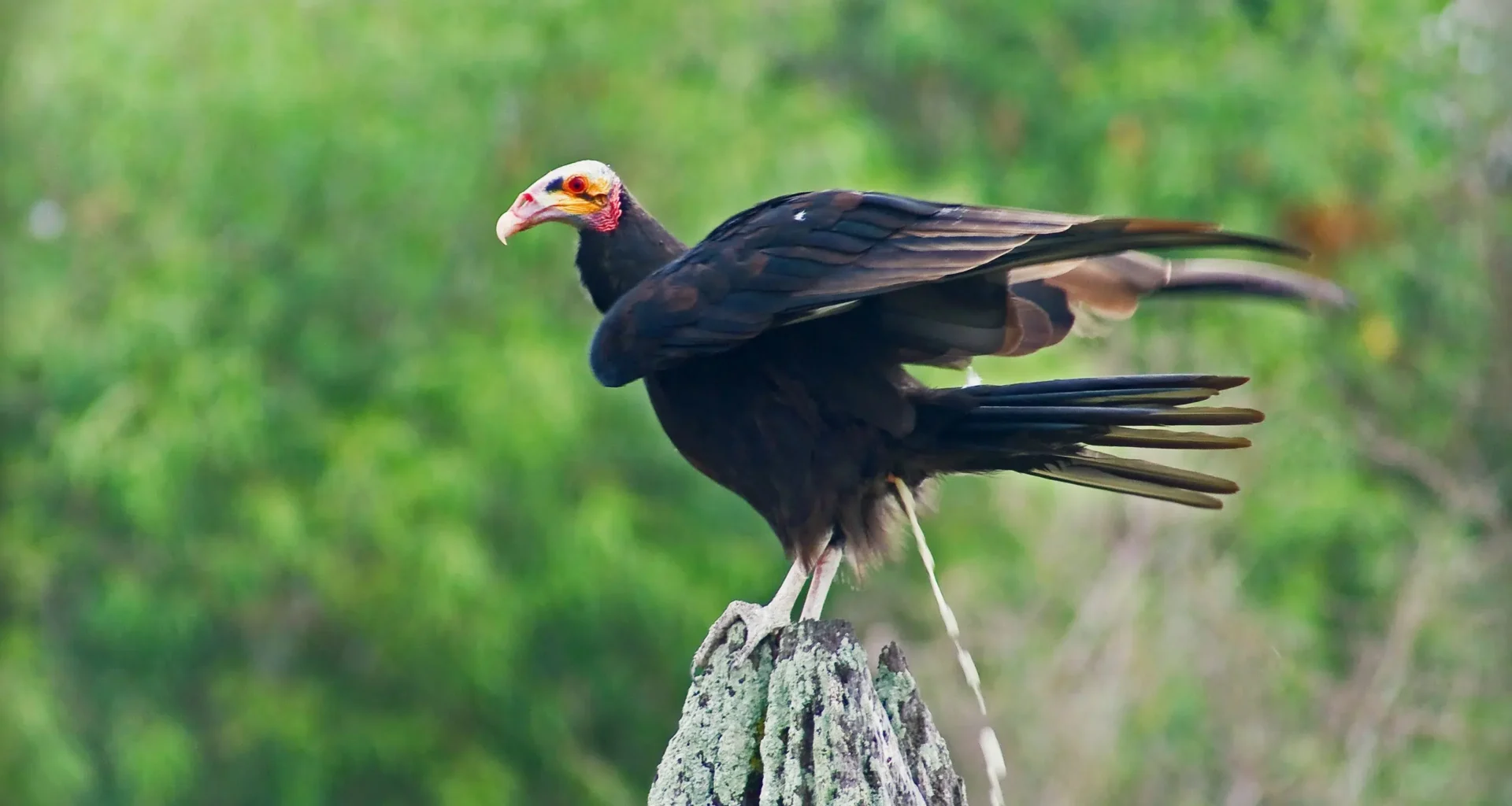Saving without touching: Prague Zoo incorporates a technique that preserves wildlife in the Czech Republic.