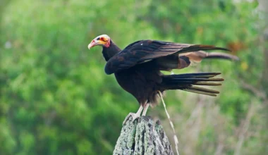 Saving without touching: Prague Zoo incorporates a technique that preserves wildlife in the Czech Republic.