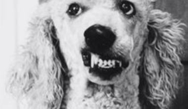 When the channel tunnel was as built, we were going to be invaded by rabid dogs off of the continent. What similarly amusing tripe do you remember from way back when?