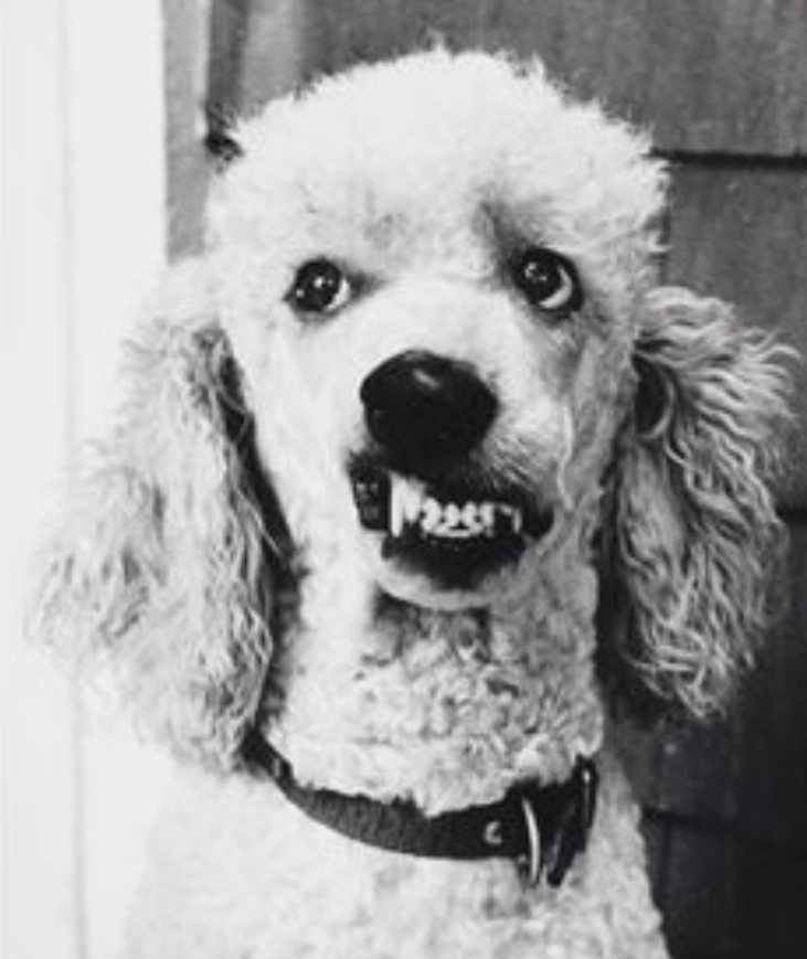 When the channel tunnel was as built, we were going to be invaded by rabid dogs off of the continent. What similarly amusing tripe do you remember from way back when?
