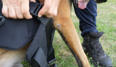 54 Bulletproof Vests Donated by the Howard G. Buffett Foundation to Protect Ukrainian Service Dogs in the Field.