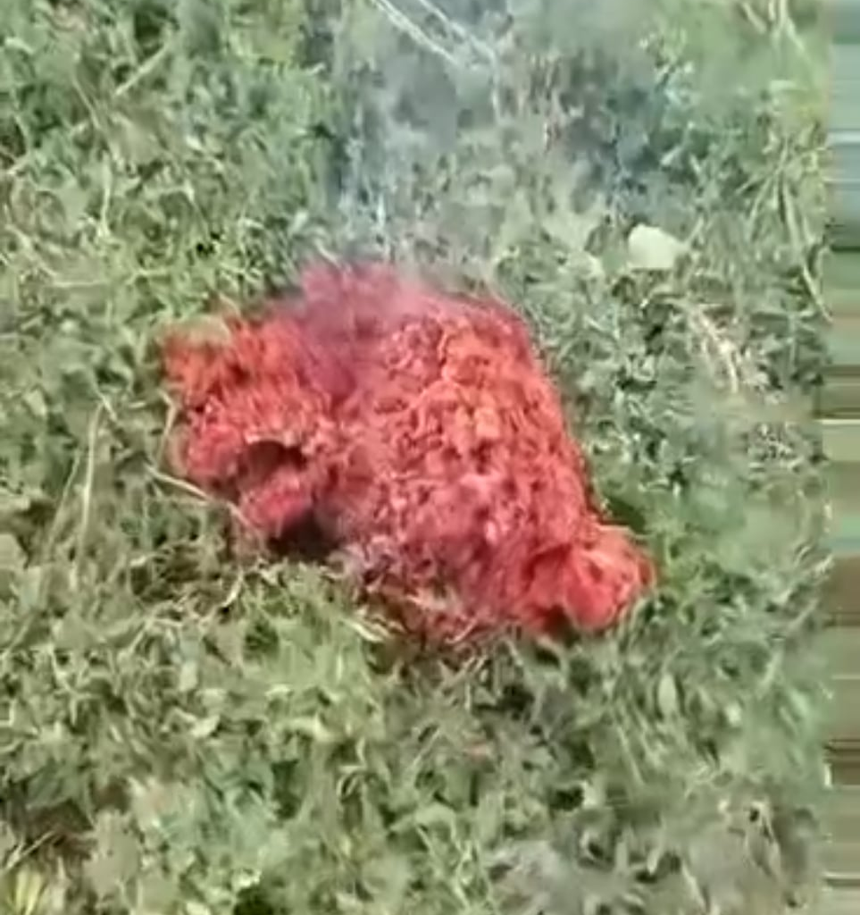 X-files в Якоруда.