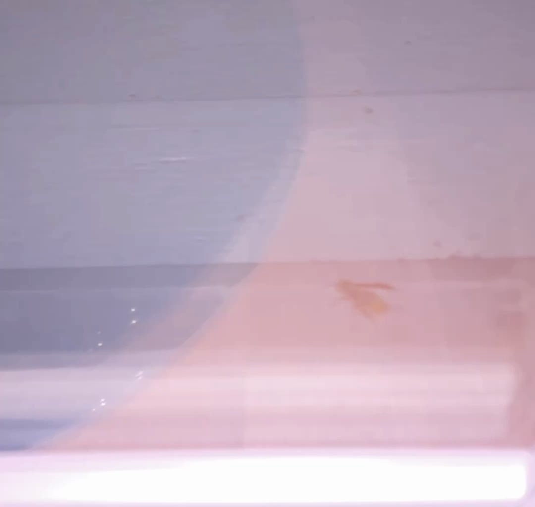 What type of wasp is this?