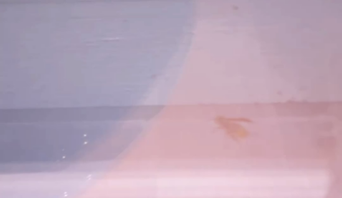 What type of wasp is this?