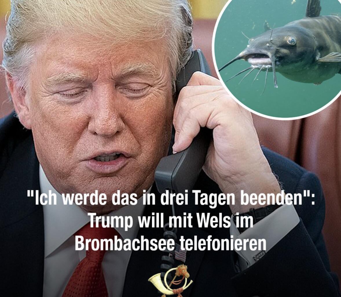 Der Wels ist gekommen um zu bleiben