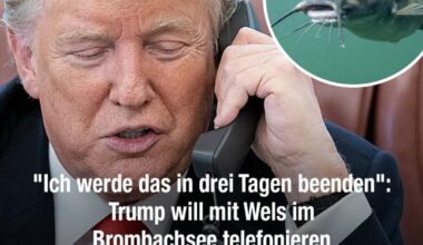 Der Wels ist gekommen um zu bleiben