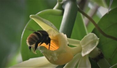 Climate Crisis Could Force Wild Vanilla Plants And Pollinating Insects Apart, Threatening Global Supply – Eurasia Review