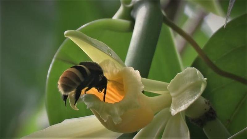 Climate Crisis Could Force Wild Vanilla Plants And Pollinating Insects Apart, Threatening Global Supply – Eurasia Review