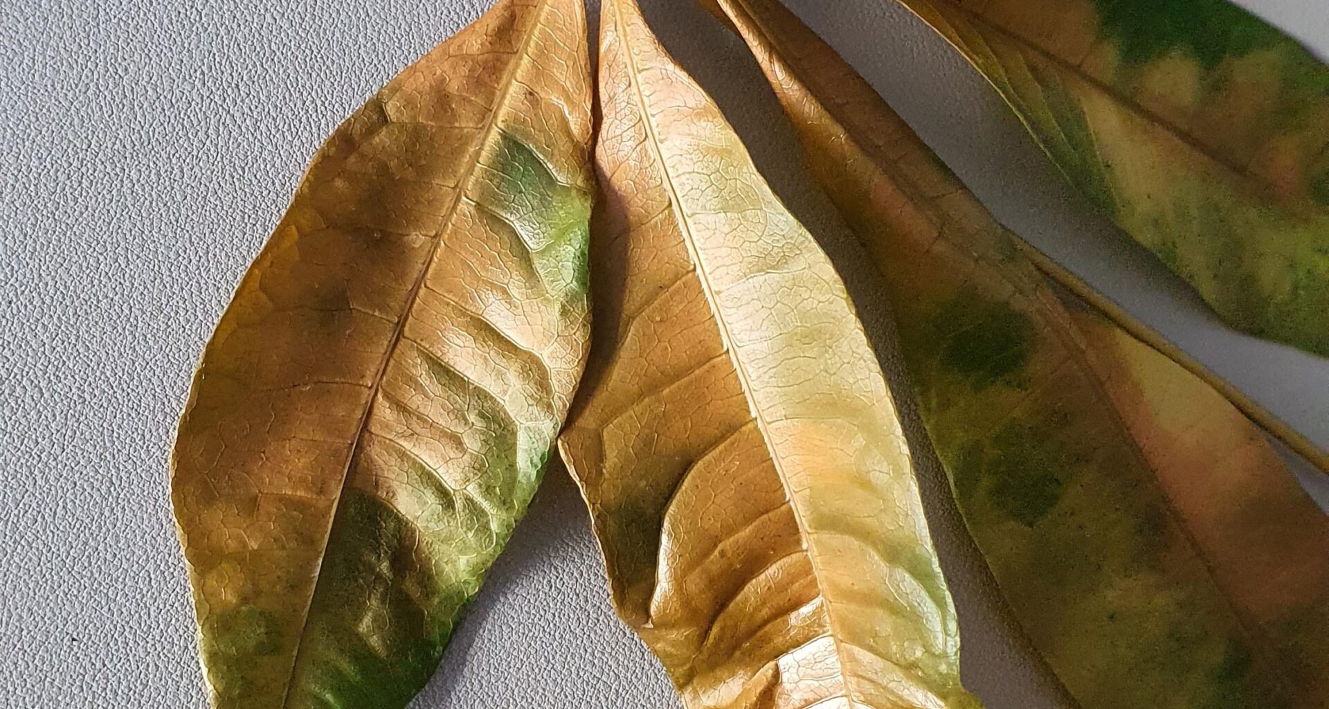 Glückskastanie geht im Sommer ein