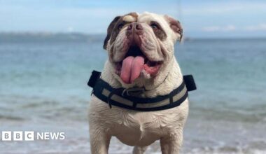 Dudley the Bulldog on Cawsand Beach in Cornwall with the sea in the background