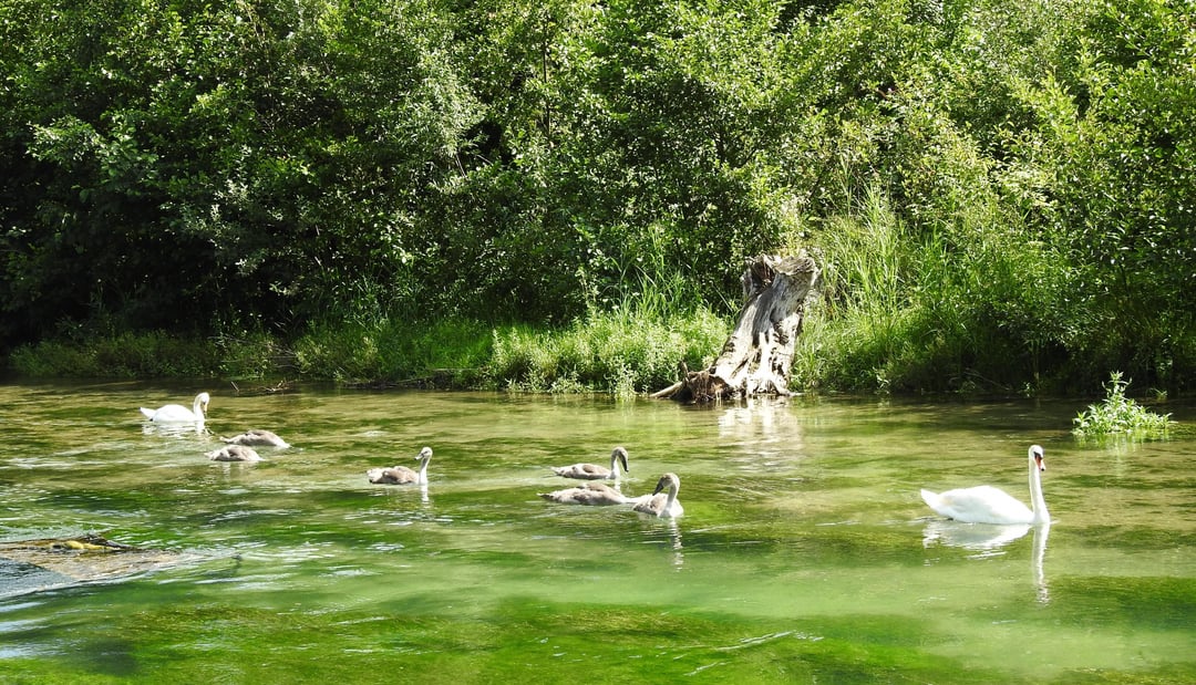 Schwanenfamilie auf der Pader in Paderborn