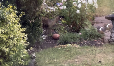 Live in an urban town. This little fellow caught us off guard! Never heard of a muntjac until now.