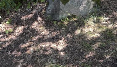 Finbesök på skogspromenad