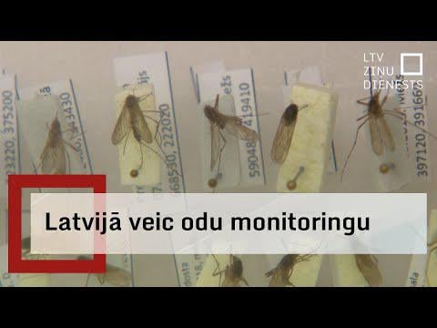 Pēta, cik daudz odu sugu mīt Latvijā
