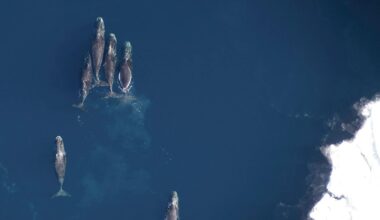 Toxic algae blooms increasing in Arctic due to climate change, new study finds