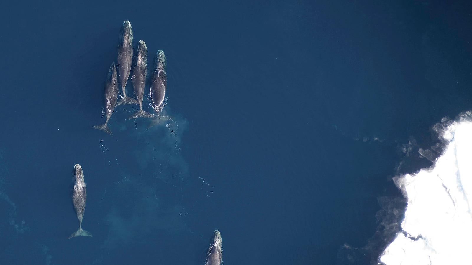 Toxic algae blooms increasing in Arctic due to climate change, new study finds