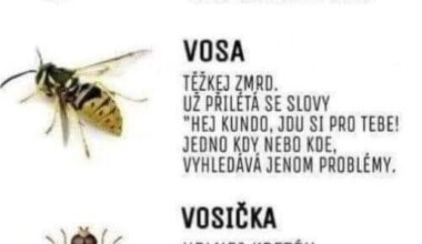 Každý ví...