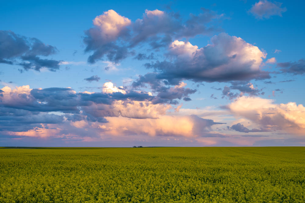 Canada’s Founding Farmers Did More Than Survive — They Engineered the Future