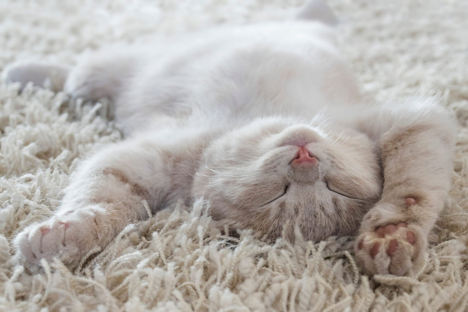 cute cat