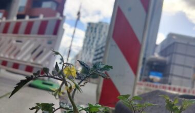 Urban "Gardening"