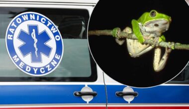 Polish woman hospitalized in serious condition after Amazonian frog venom ‘therapy’