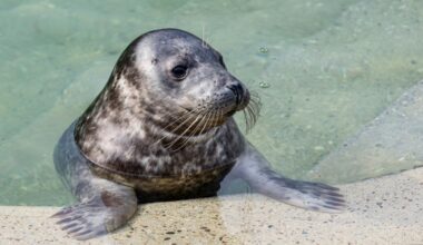 The seals have been nurtured at a rehabilitation centre in the Lithuanian port of Klaipeda (Petras Malukas)