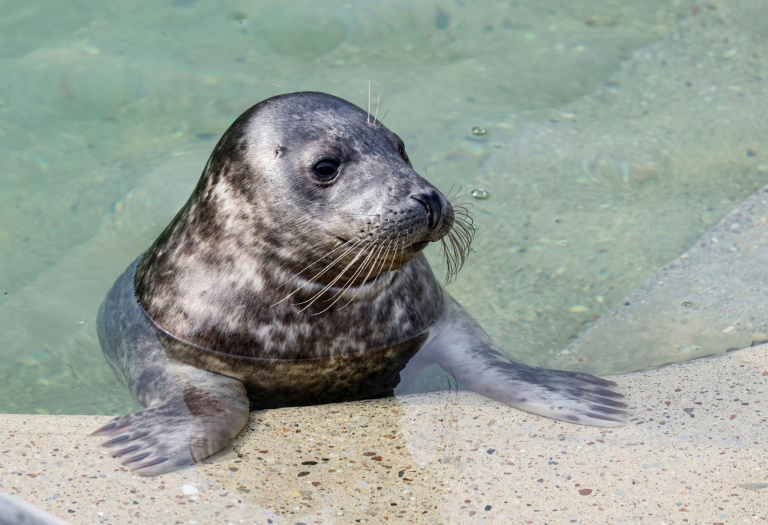 The seals have been nurtured at a rehabilitation centre in the Lithuanian port of Klaipeda (Petras Malukas)