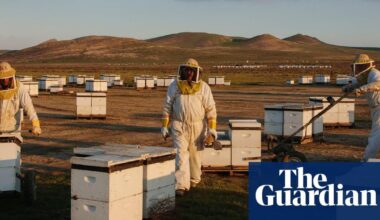 ‘Could become a death spiral’: scientists discover what’s driving record die-offs of US honeybees | Bees