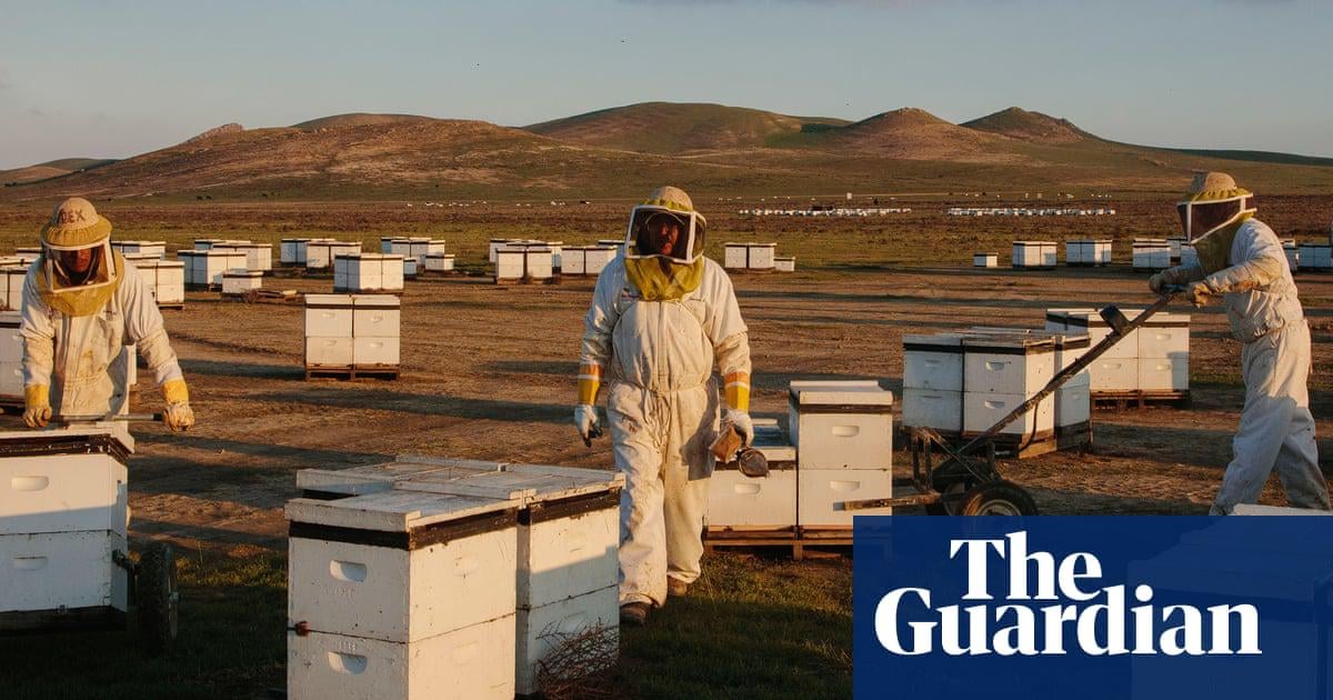 ‘Could become a death spiral’: scientists discover what’s driving record die-offs of US honeybees | Bees