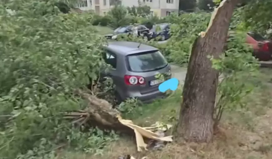 Mai mulți copaci s-au rupt și s-au prăbușit la pământ în parcare, peste mașini. 