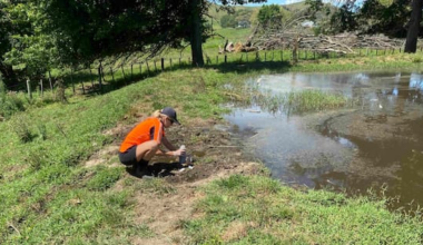 Farming company fined $49k after effluent spills in Waikato
