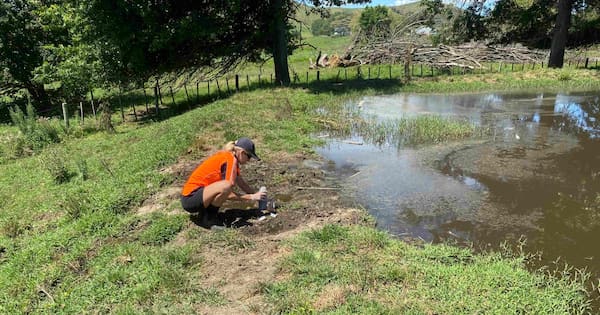 Farming company fined $49k after effluent spills in Waikato