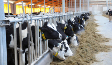 Der Schweizer Bauer: EU: Tierhalter sollen gefördert werden