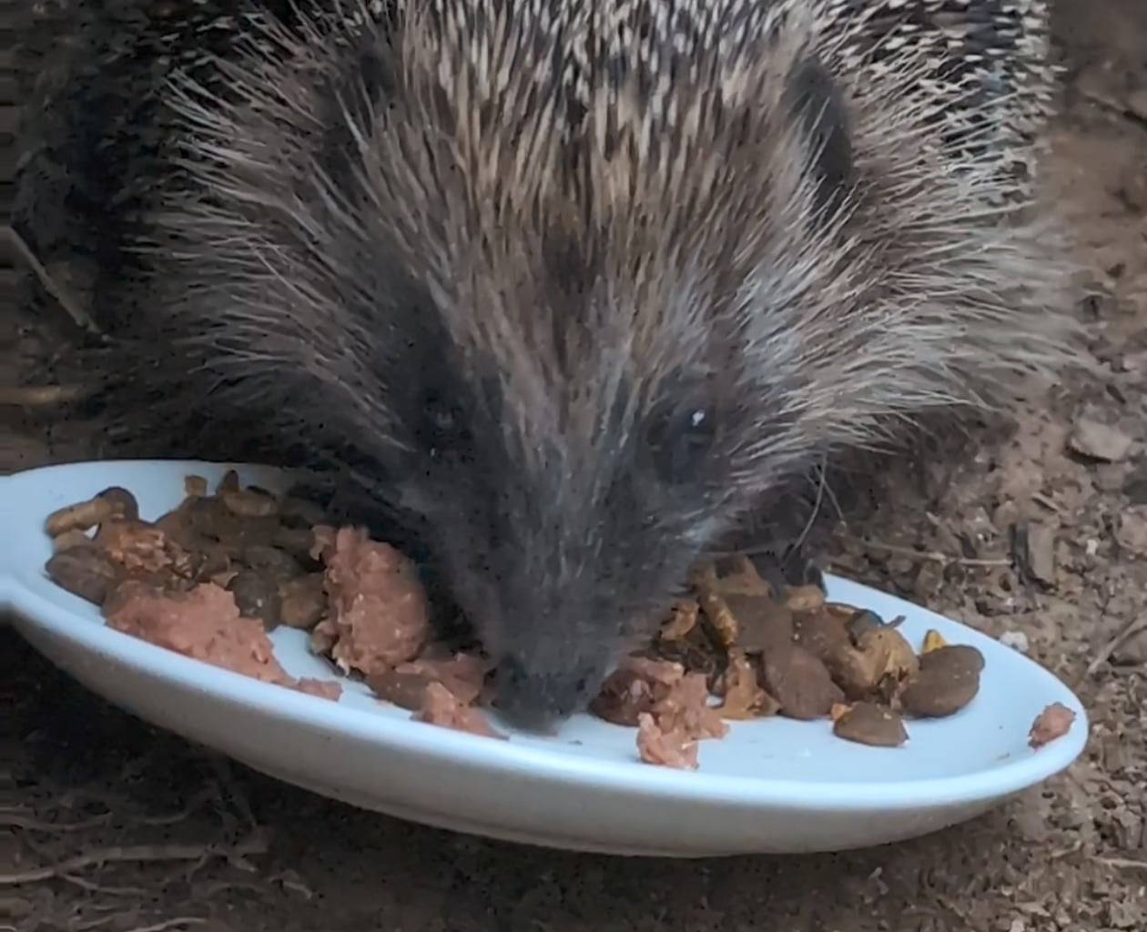 Schmatzender Igel <3
