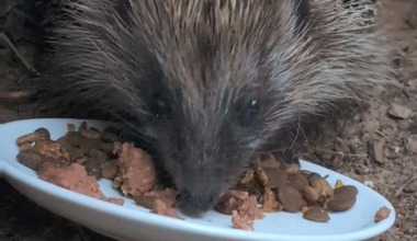 Schmatzender Igel <3