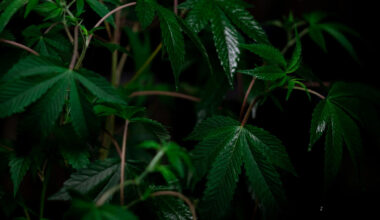 How Does Czechia’s Proposed Cannabis Legalization Compare To Other National Models?