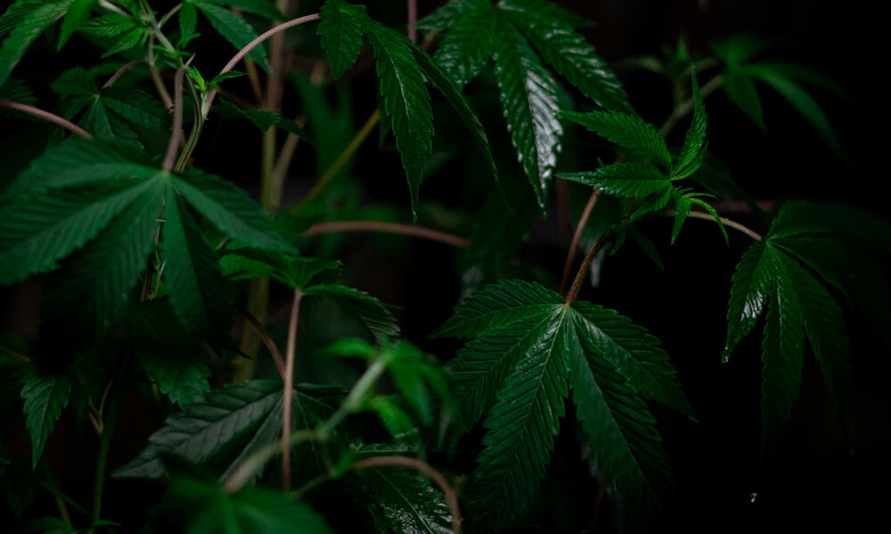 How Does Czechia’s Proposed Cannabis Legalization Compare To Other National Models?